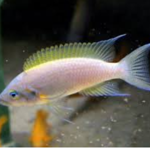 Neolamprologus pulcher daffodil