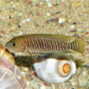 Neolamprologus multifasciatus