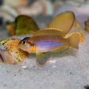Neolamprologus ocellatus gold