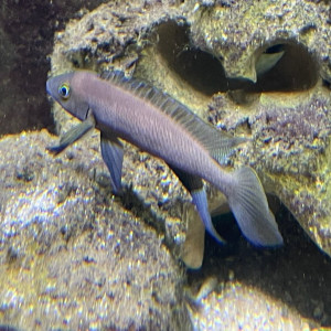 Neolamprologus pectoralis Tembwe 2