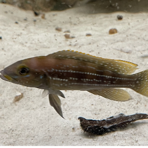 Neolamprologus tetracanthus