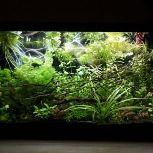 2 aquariums Inwa Confort 60 gris - 54L