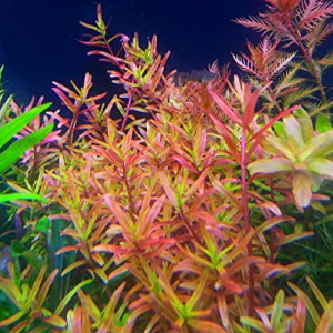 Rotala Rotundifolia Vietnam H'Ra