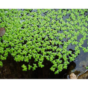 Lentille d'eau / Lemna minor