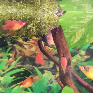 Don platys