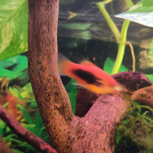 Don platys