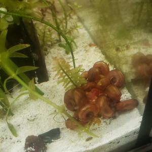 Planorbes rose