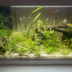 Dons ou échange Guppys