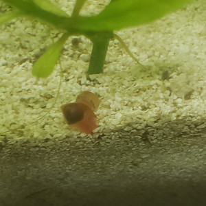 Planorbes rose