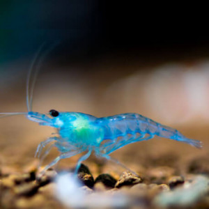 Recherche dons de crevettes, écrevisses, crabes d’eau douce