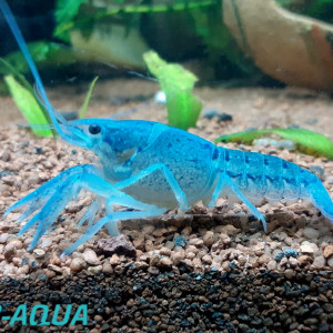 Recherche dons de crevettes, écrevisses, crabes d’eau douce