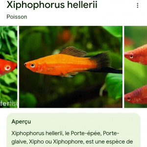 Lot de poissons exotiques