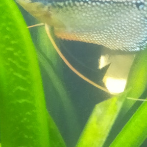 Gourami perlé