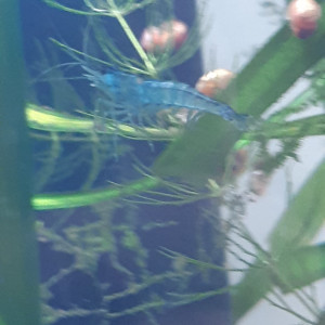 Crevettes Neocaridina Blue Velvet