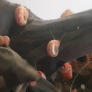 Escargots Planorbes
