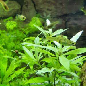 Femelles endler