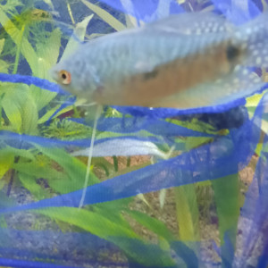 Couplé de gourami adulte