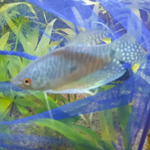 Couplé de gourami adulte