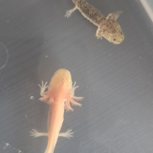 Jeunes axolotls