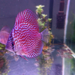 Discus et cory sterbai