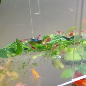 20 Crevettes neocaridina déclassé tout venant