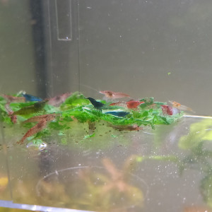 20 Crevettes neocaridina déclassé tout venant