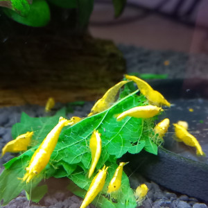 CREVETTES YELLOWS NEON 100% eau du robinet