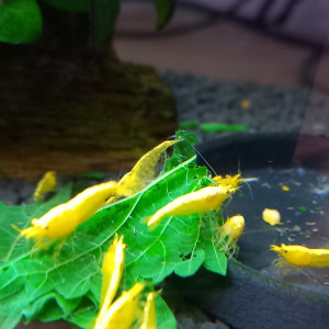 CREVETTES YELLOWS NEON 100% eau du robinet