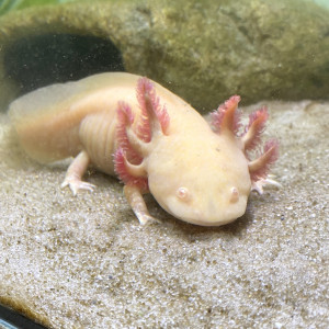 Vend 2 femelles axolotls