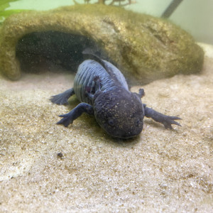 Vend 2 femelles axolotls
