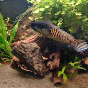Echange channa aurantimaculata