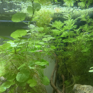 Killies gardneri