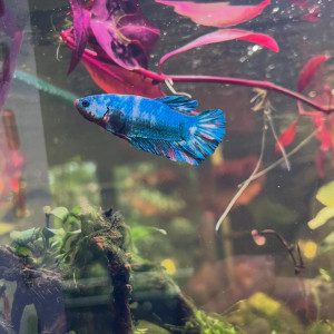 3 Bettas mâle