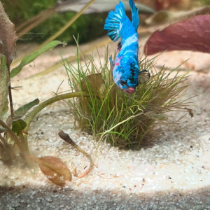 3 Bettas mâle