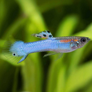 Guppy endler bleu japan