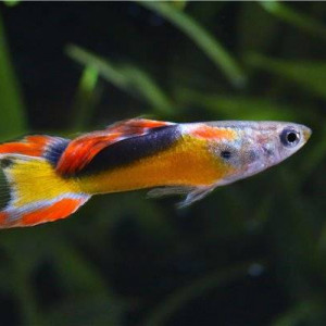 Guppy endler golden jet
