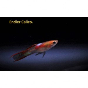 Guppy endler calico