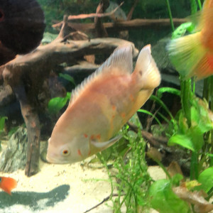 Oscar albinos