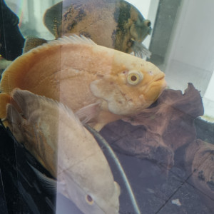 Donne poissons