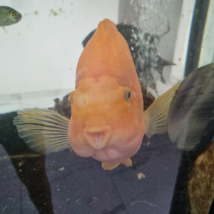 Donne poissons