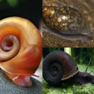 Escargots planordes/Physes