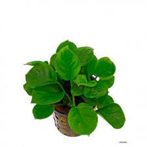 Plantes diverses