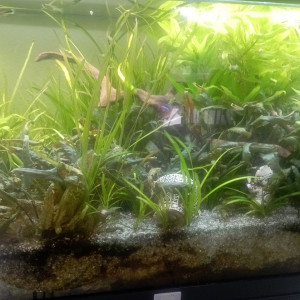 Recherche mollys , platys , néons et silure de verre