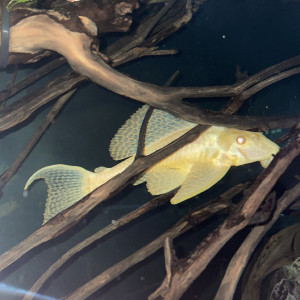 Pleco léopard albinos
