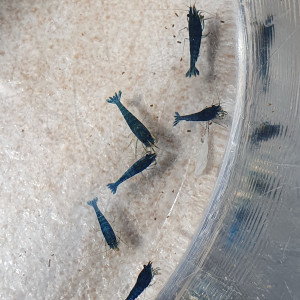 URGENT LOT 14 CREVETTES blue bolt/iced cold ?
