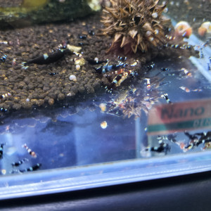 Crevettes blue panda