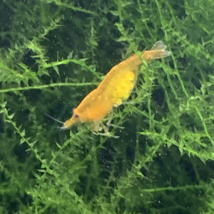 Lot De 10 Crevettes Orange Neocaridina