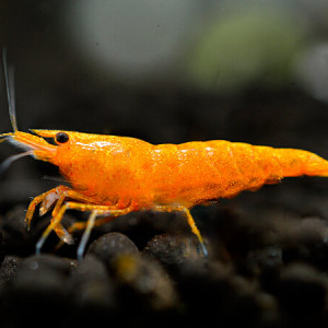 Lot De 10 Crevettes Orange Neocaridina
