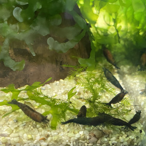 Lot De 10 Crevettes Super Green Jade Neocaridina