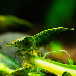 Lot De 10 Crevettes Super Green Jade Neocaridina